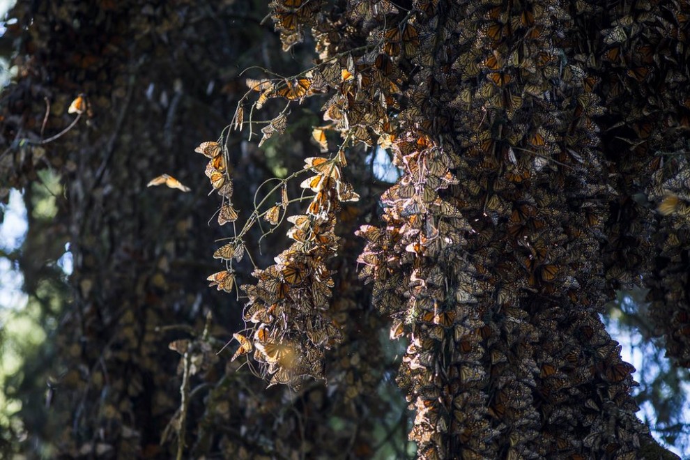 Лучшие фотографии живой природы за последнюю неделю Лучшие фотографии живой природы за последнюю неделю
