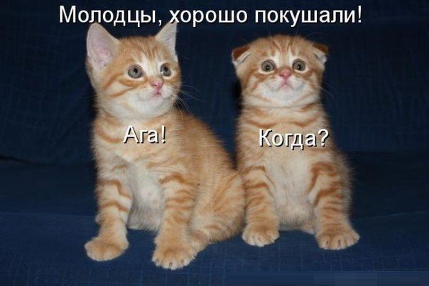 Прикольные картинки  (123 фото)