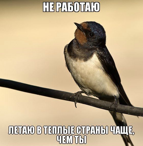 Прикольные картинки  (123 фото)