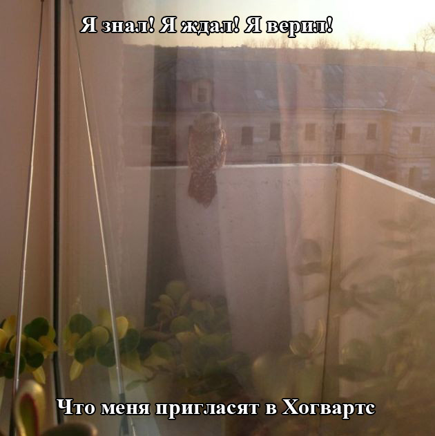 Порция картинок