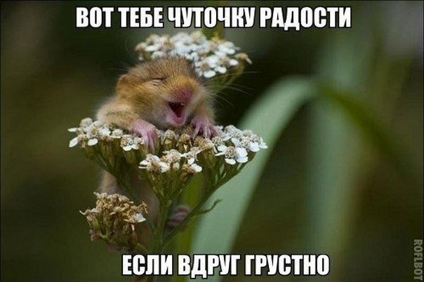 Прикольные картинки (88 фото)