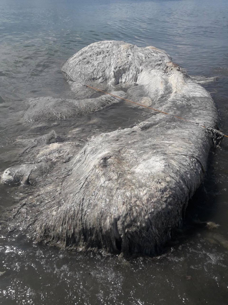 Таинственное морское существо прибило к берегу на Филиппинах
