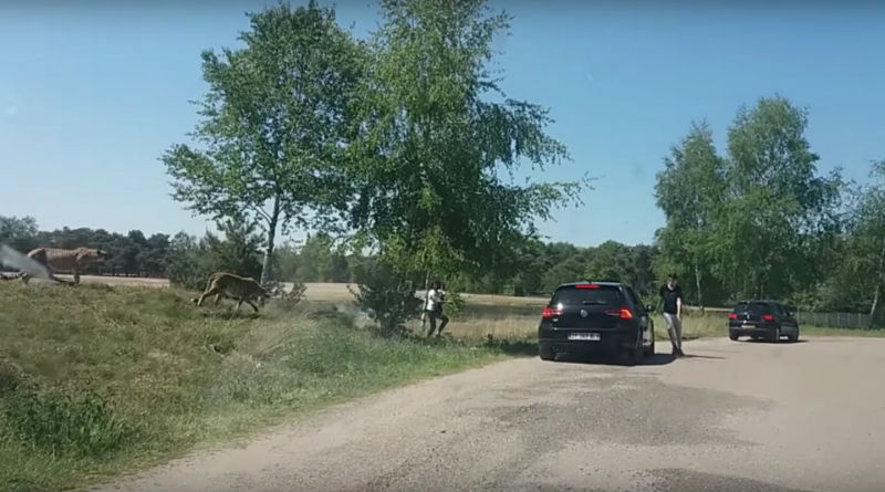 Гепарды чуть не съели французских туристов, которые вышли из машины на сафари Гепарды чуть не съели французских туристов, которые вышли из машины на сафари