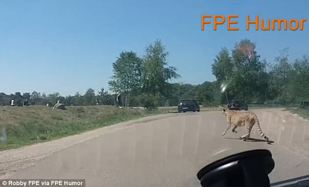Гепарды чуть не съели французских туристов, которые вышли из машины на сафари Гепарды чуть не съели французских туристов, которые вышли из машины на сафари