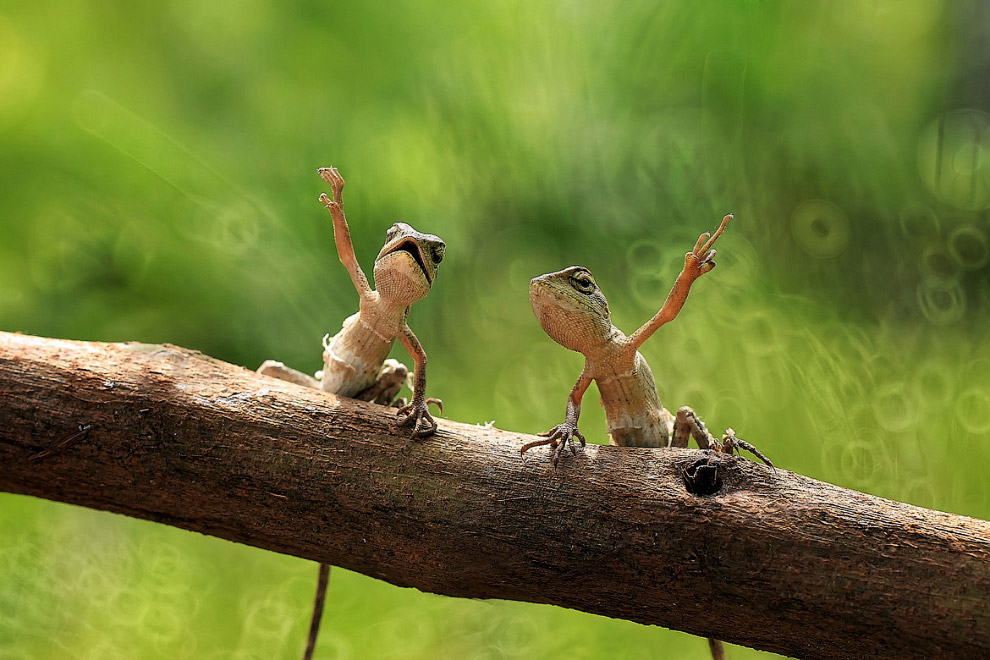 Животные в фотографиях Животные в фотографиях