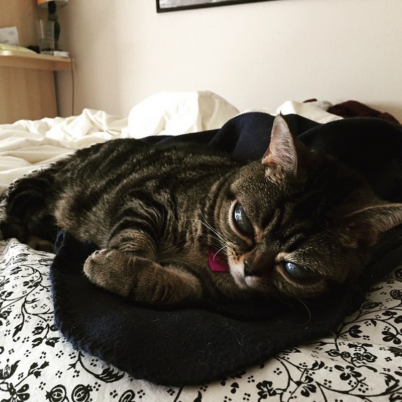 Кошка, похожая на пришельца Кошка, похожая на пришельца