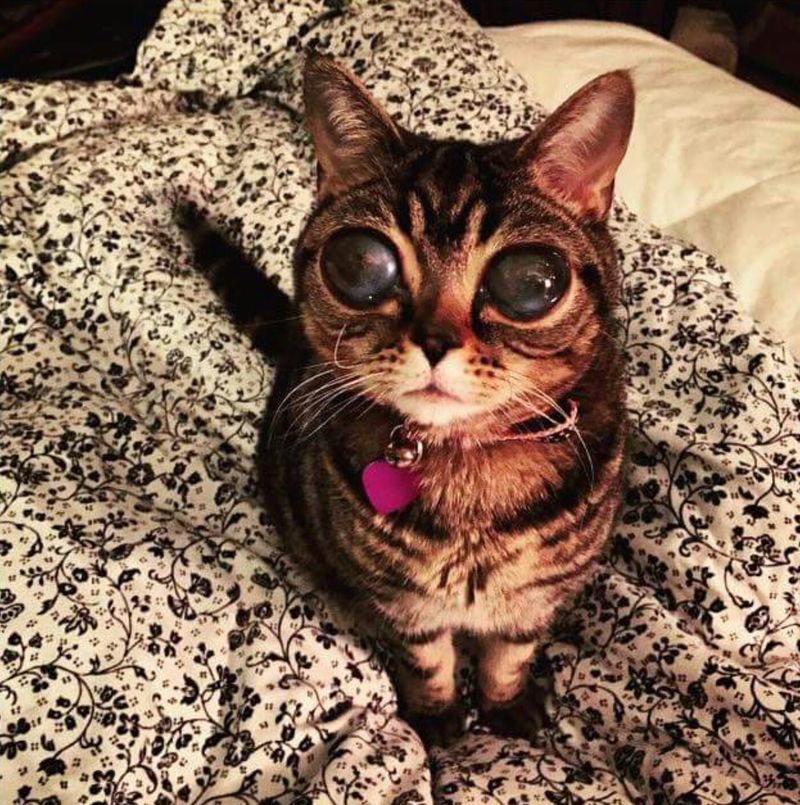 Кошка, похожая на пришельца Кошка, похожая на пришельца