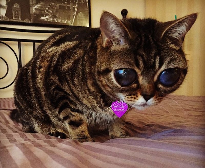 Кошка, похожая на пришельца Кошка, похожая на пришельца