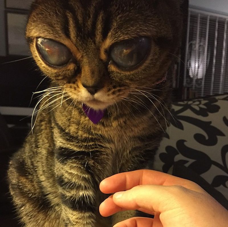 Кошка, похожая на пришельца Кошка, похожая на пришельца