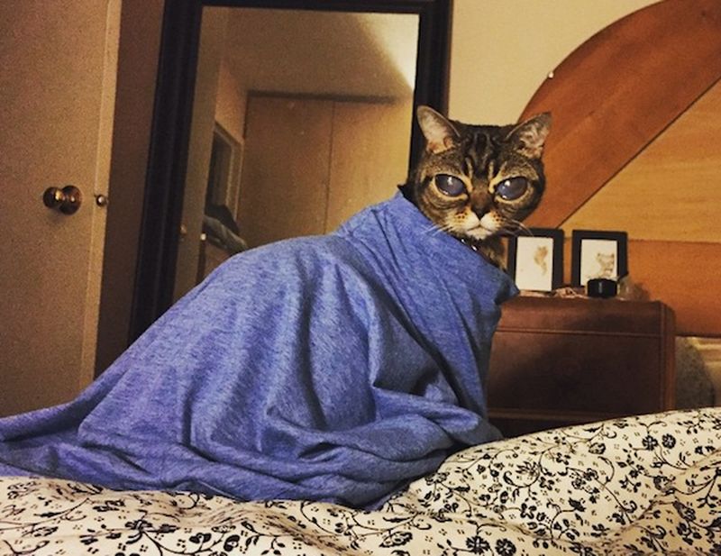 Кошка, похожая на пришельца Кошка, похожая на пришельца