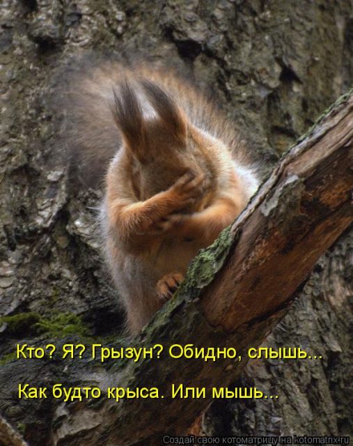 Лучшие котоматрицы недели
