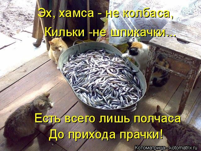 Лучшие котоматрицы недели