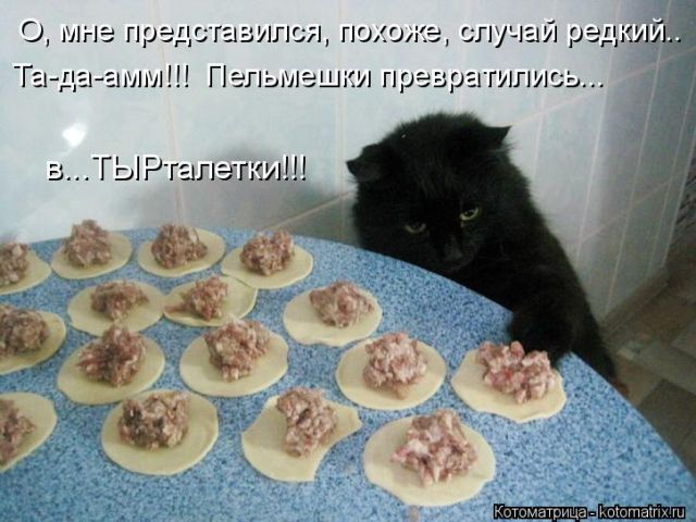Лучшие котоматрицы недели