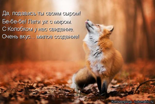 Лучшие котоматрицы недели