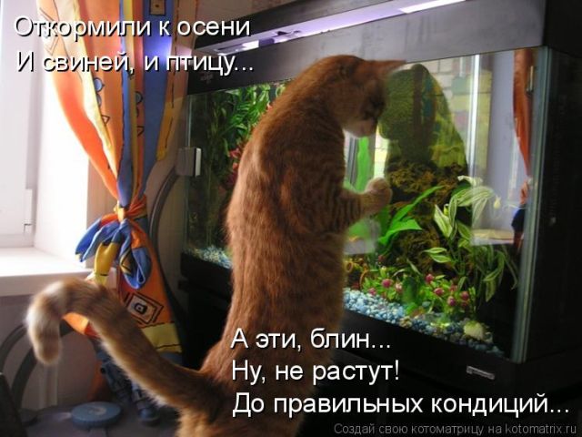Лучшие котоматрицы недели