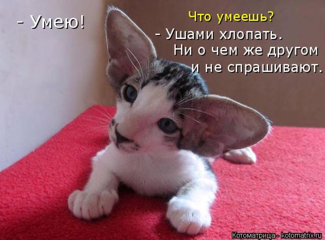 Лучшие котоматрицы недели