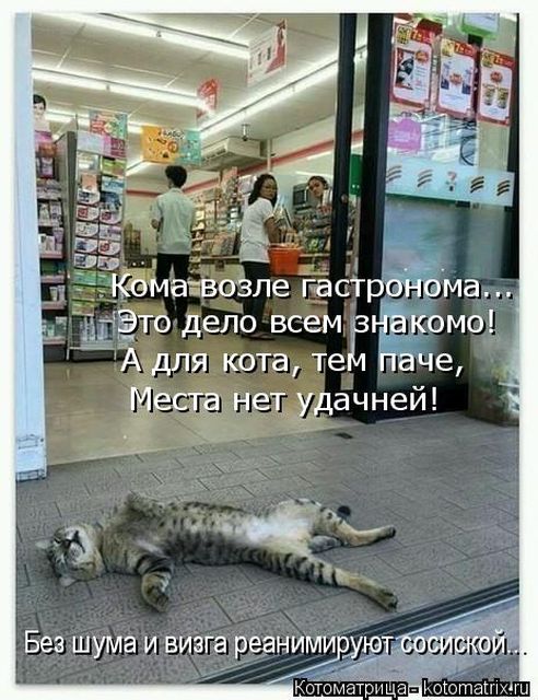 Лучшие котоматрицы недели