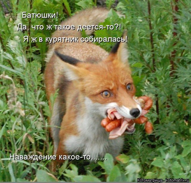 Лучшие котоматрицы недели