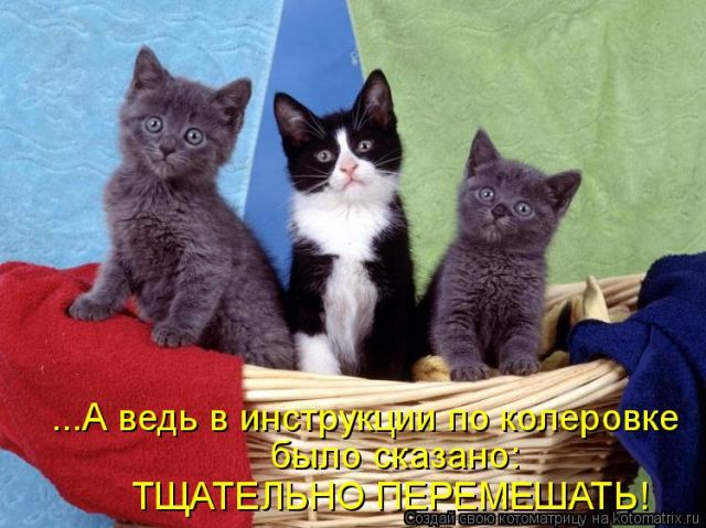 Лучшие котоматрицы недели