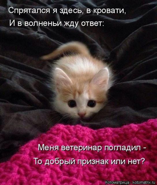 Лучшие котоматрицы недели