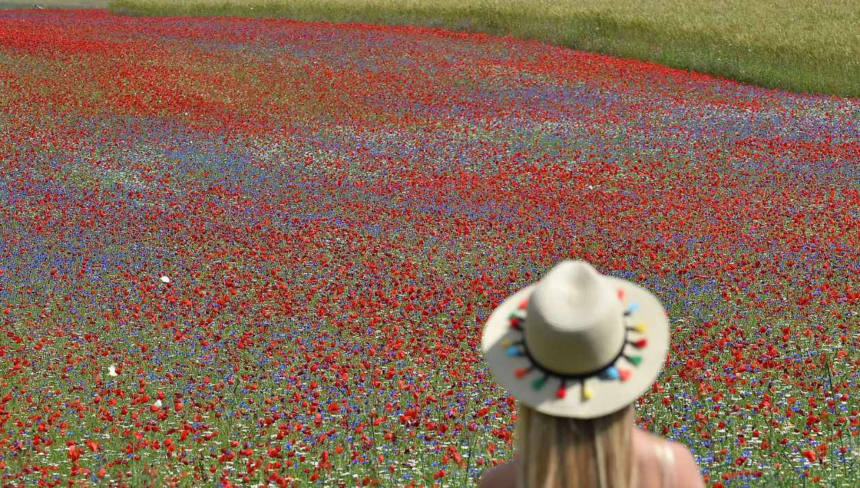 Цветущая Италия Цветущая Италия