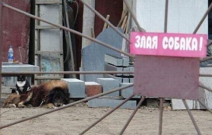Прикольные картинки