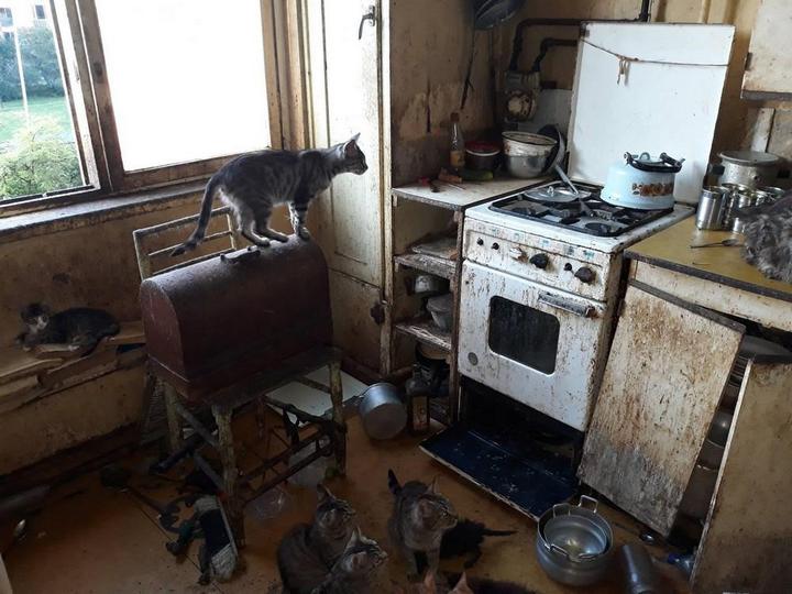 В Риге пенсионерка в квартире держала более 20 кошек В Риге пенсионерка в квартире держала более 20 кошек