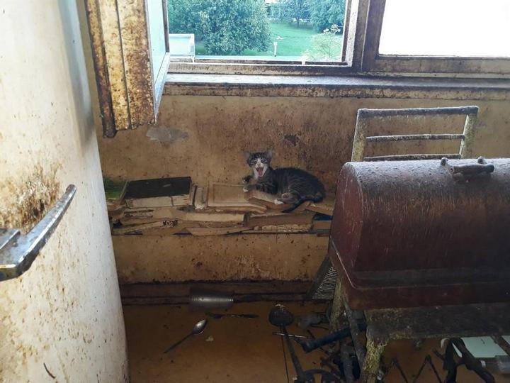 В Риге пенсионерка в квартире держала более 20 кошек В Риге пенсионерка в квартире держала более 20 кошек