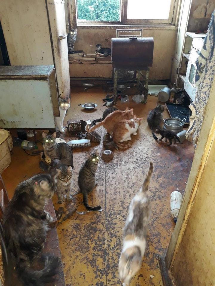 В Риге пенсионерка в квартире держала более 20 кошек В Риге пенсионерка в квартире держала более 20 кошек