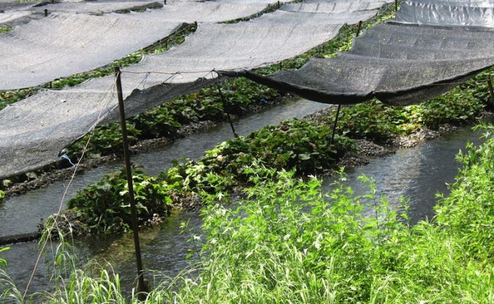 11 продуктов питания, которые растут необычным образом 11 продуктов питания, которые растут необычным образом