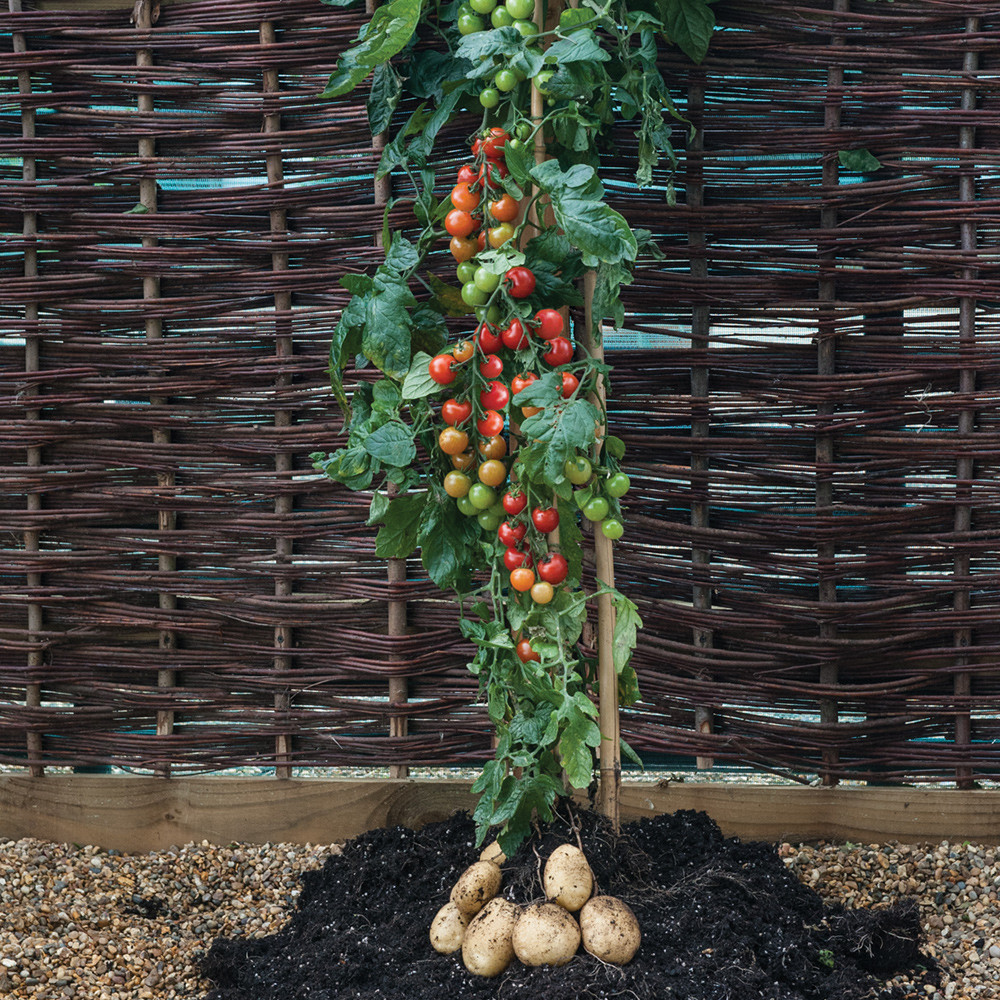 “TomTato”: гибрид картофеля и помидора
