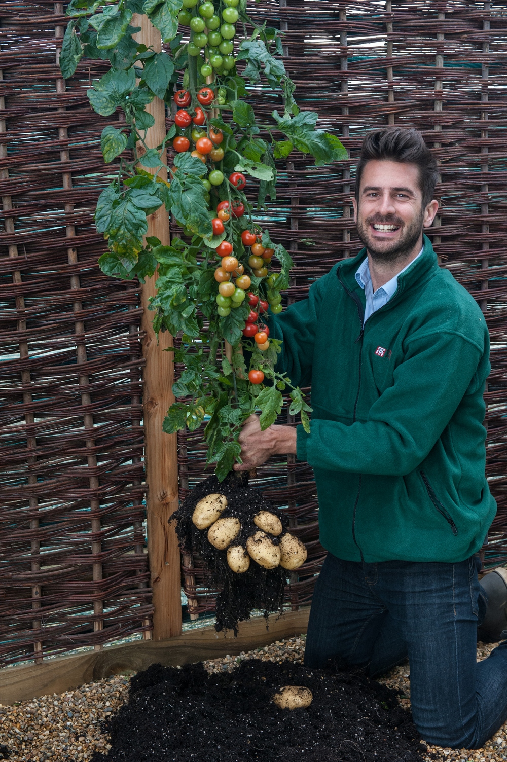 “TomTato”: гибрид картофеля и помидора