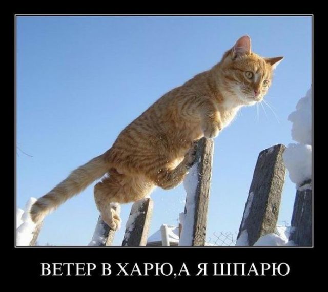 Демотиваторы