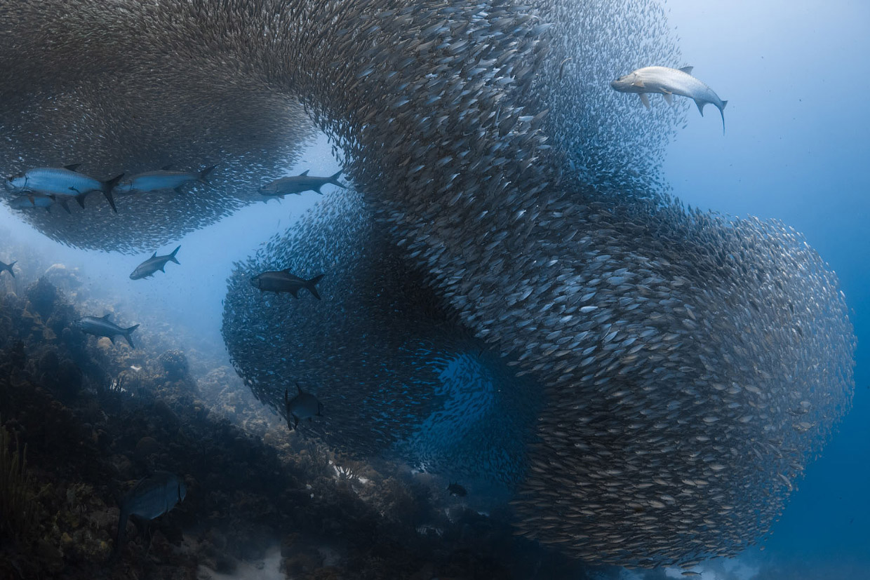 Фотографии победителей National Geographic Nature Photographer 2017 Фотографии победителей National Geographic Nature Photographer 2017