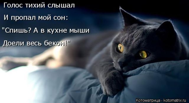 Лучшие котоматрицы недели