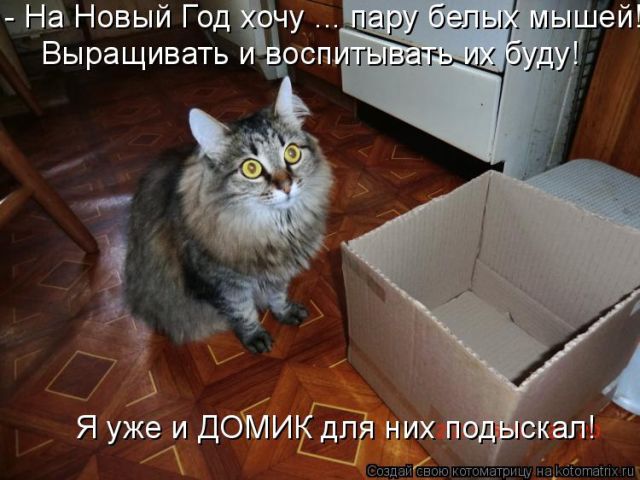 Лучшие котоматрицы недели