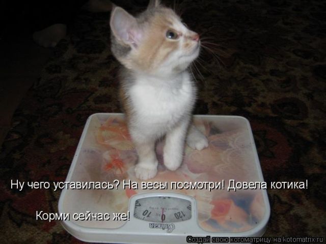 Лучшие котоматрицы недели