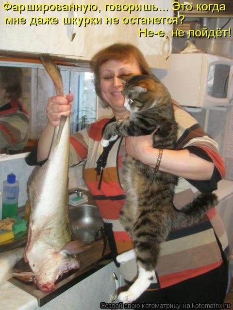 Лучшие котоматрицы недели