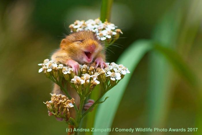 Лучшие работы конкурса смешных фотографий дикой природы Comedy Wildlife Awards
