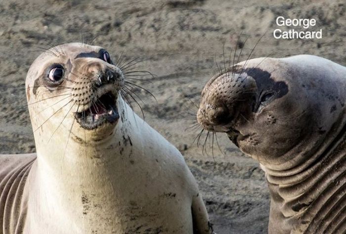Лучшие работы конкурса смешных фотографий дикой природы Comedy Wildlife Awards