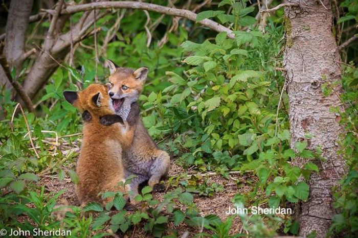 Лучшие работы конкурса смешных фотографий дикой природы Comedy Wildlife Awards