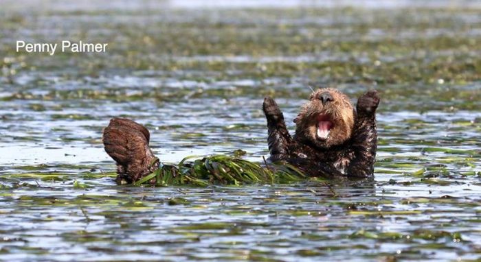 Лучшие работы конкурса смешных фотографий дикой природы Comedy Wildlife Awards