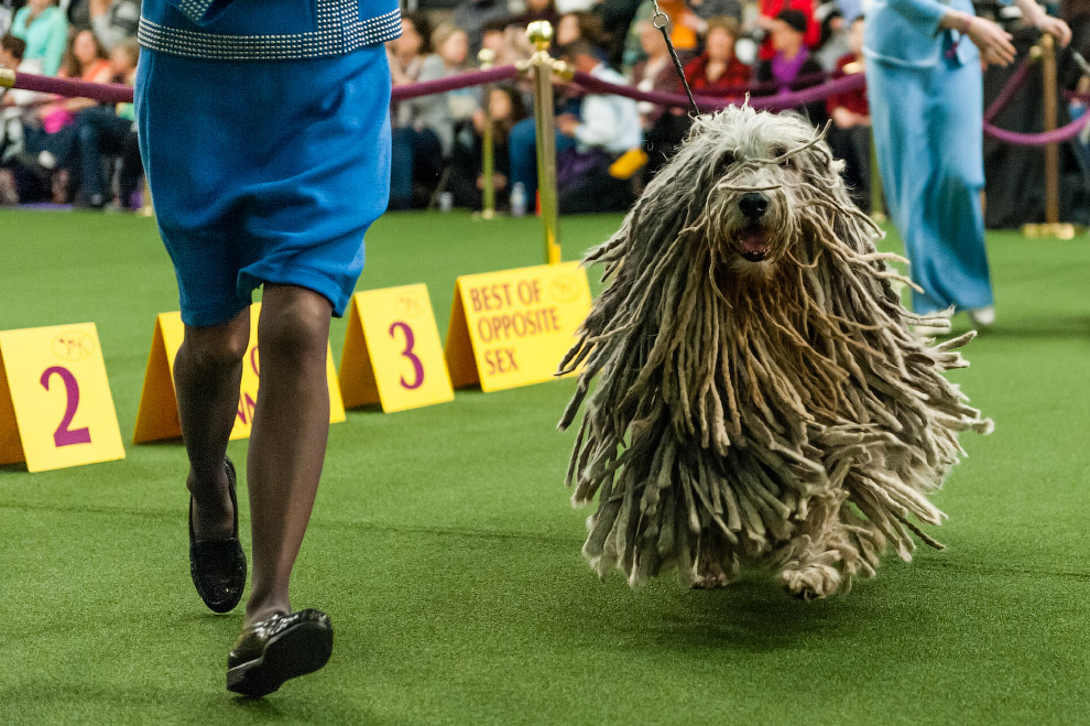 Выставка собак Westminster Kennel Club 2017 Выставка собак Westminster Kennel Club 2017