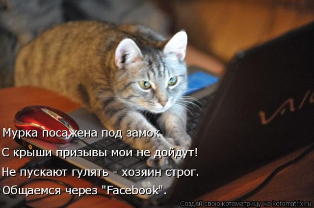 Лучшие котоматрицы недели