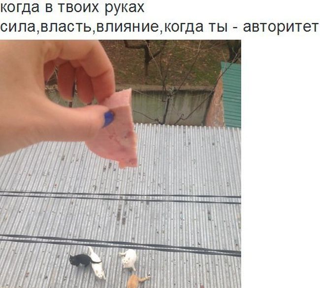 Порция картинок