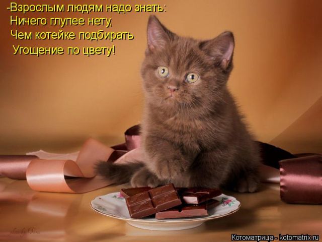 Лучшие котоматрицы недели