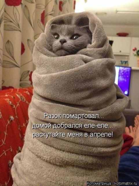 Лучшие котоматрицы недели