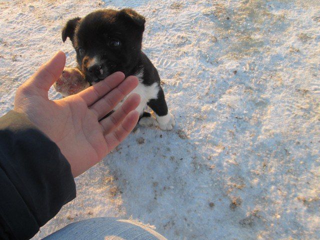 Сердобольный кролик из Омской области заменил щенкам мать