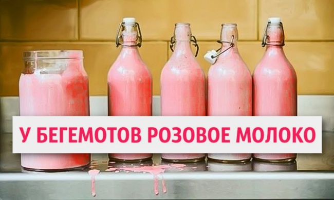 20 фактов, которые звучат как ложь, но это правда 20 фактов, которые звучат как ложь, но это правда