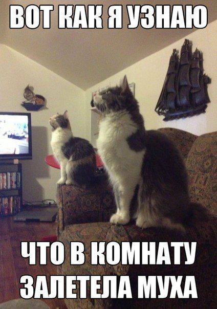 Прикольные картинки (88 фото)